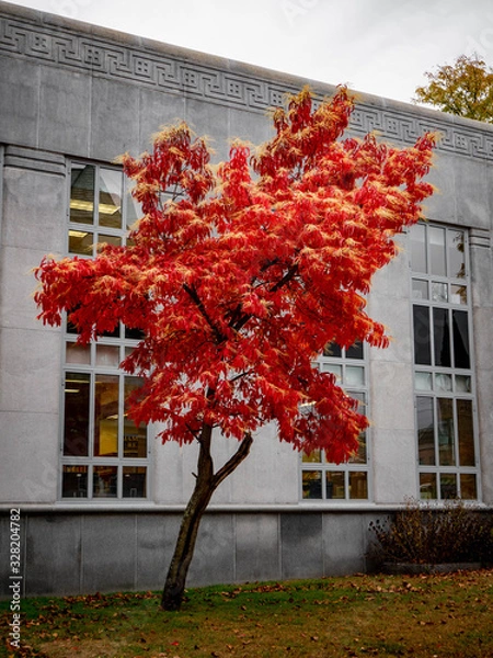 Fototapeta The lone red tree