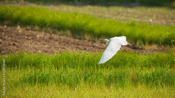 Obraz 田んぼの上を飛ぶ小鷺
