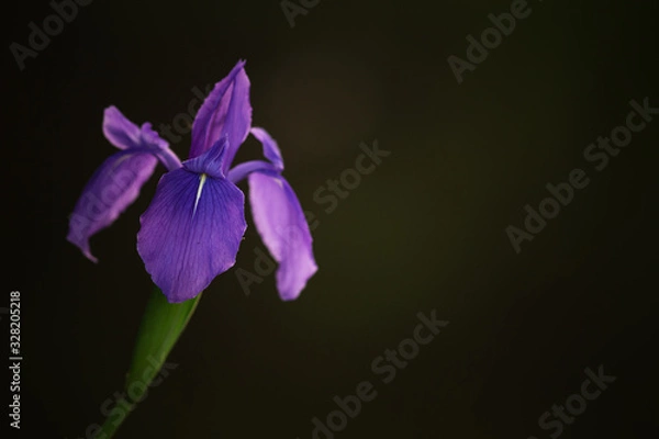 Fototapeta 影に咲く杜若の花
