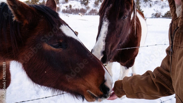 Obraz horse in winter