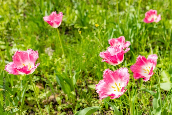 Fototapeta Beautiful pink tulips close-up. Spring card.
