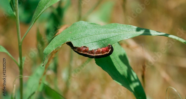 Obraz insect on leaf