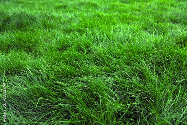 Fototapeta Natural green grass background, fresh lawn top view
