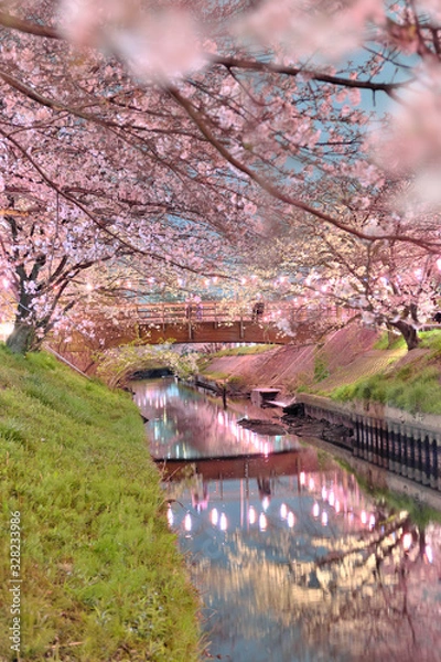 Obraz cherry blossom 日本の夜桜 船橋 海老川 千葉 ライトアップ 春 絶景