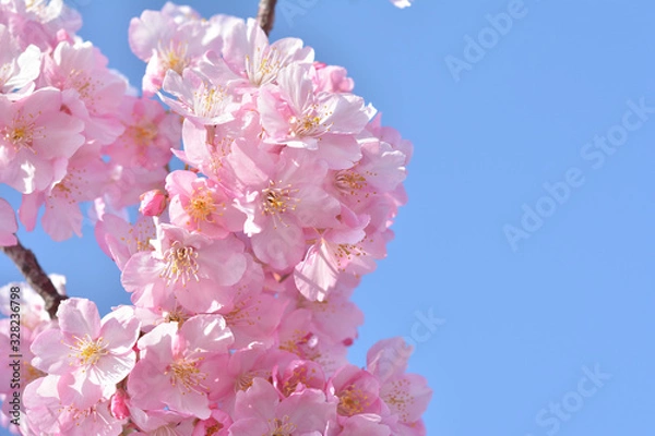 Fototapeta 桜の花　青空