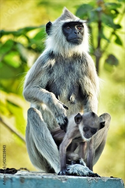 Fototapeta Hanuman Langur or Grey monkey with baby at Papanasam, Tamilnadu, India