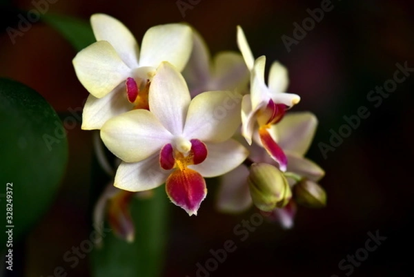 Obraz orchid flower on a dark background