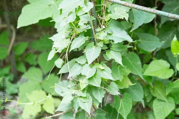 Fototapeta Polygonum multiflorum