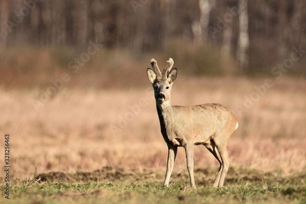 Obraz roe-deer