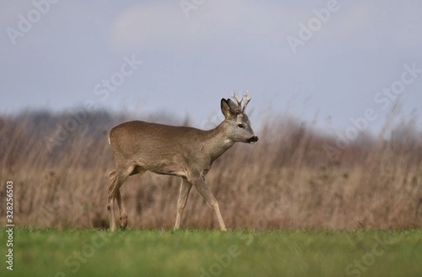 Obraz roe-deer