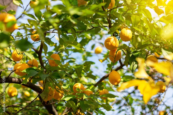 Obraz Lemon tree with ripe fruits. Branch of fresh ripe lemons with leaves in sun beams. Mediterranean citrus grove