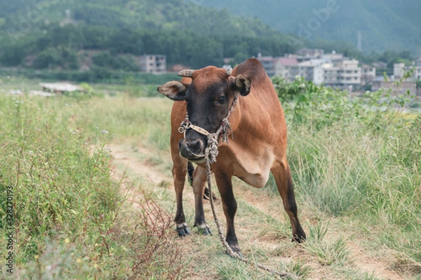 Obraz Cattle grazing in the wild