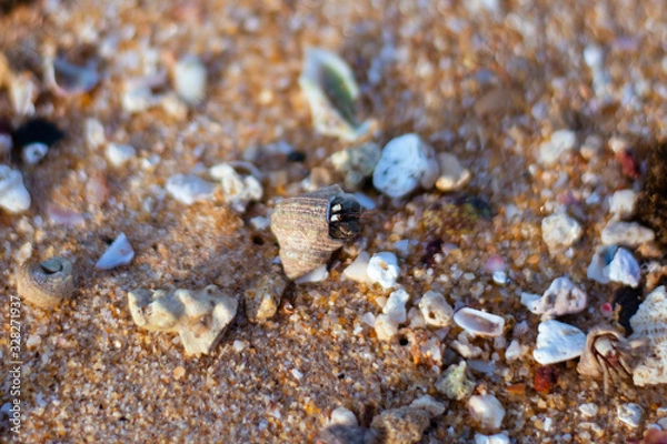 Fototapeta macro shot of a lively mollusk moving along the sand at Hikkaduwa Beach in Sri Lanka