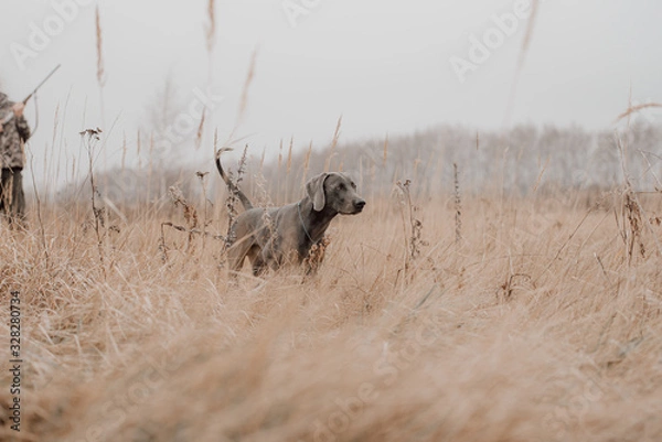 Obraz field training for a hunting weimaraner dog