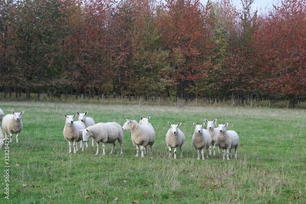 Obraz A flock/ herd of sheep grazing in a field in Yorkshire,Britain in the UK 