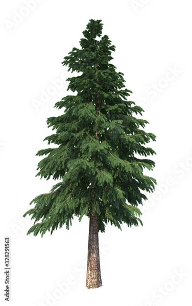 Obraz Coniferous trees on an isolated background. Spruce.