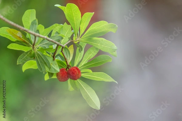 Obraz The wax myrtle is ripe, the red fruit is very attractive