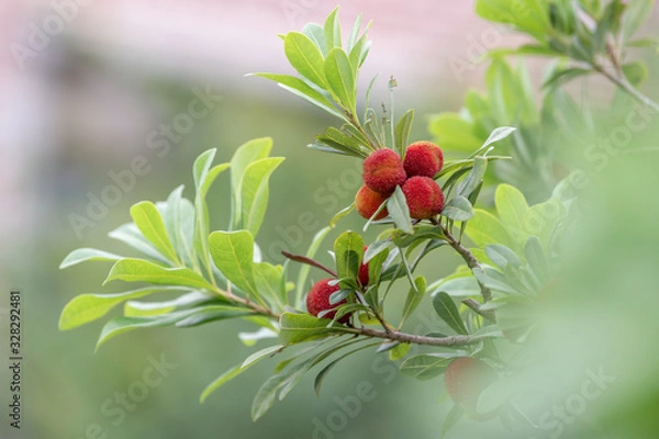 Obraz The wax myrtle is ripe, the red fruit is very attractive