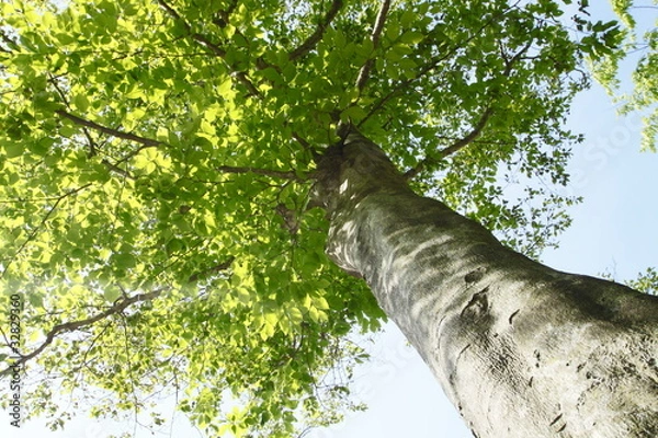 Obraz 白神山地のブナ林