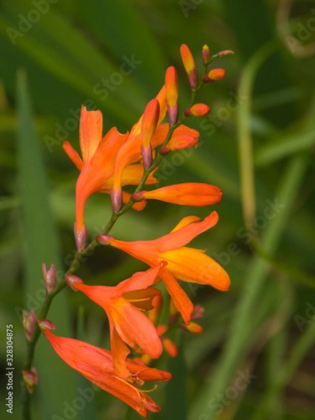 Obraz Jasmin du Cap dans un jardin de La Réunion.