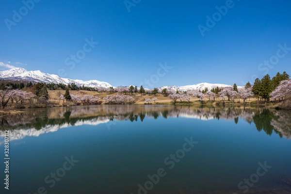 Obraz 妙高山と桜