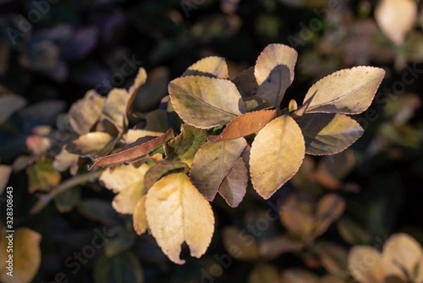 Obraz Euonymus fortunei Emerald n gold