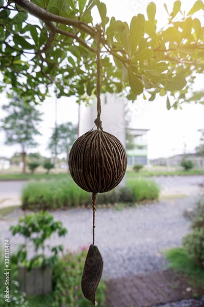 Obraz Pine cone in warm light. Close up.