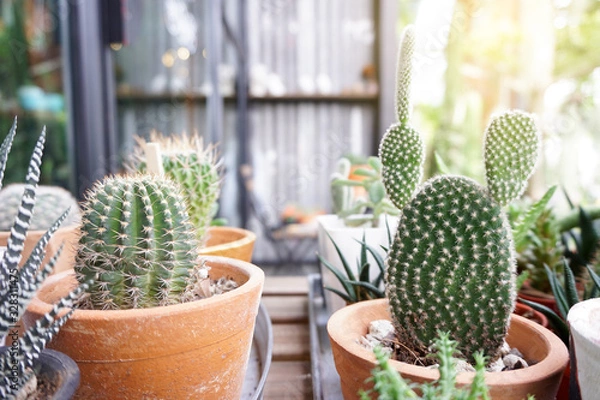 Obraz Small cactus in a flowerpot. Close up.