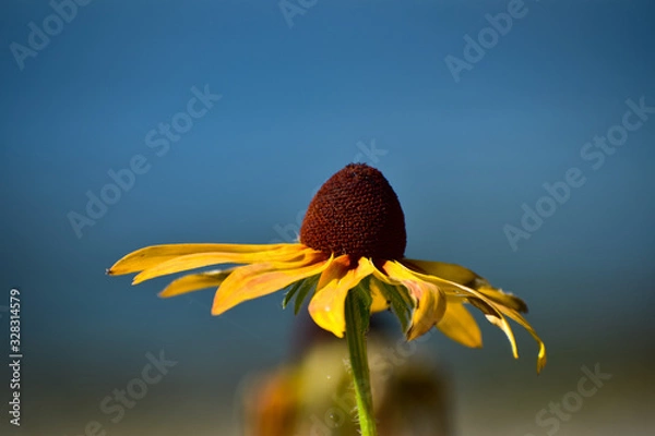 Fototapeta Yellow flower