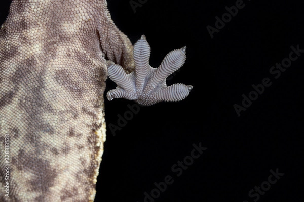 Fototapeta Crested Gecko Foot sticking to a piece of glass
