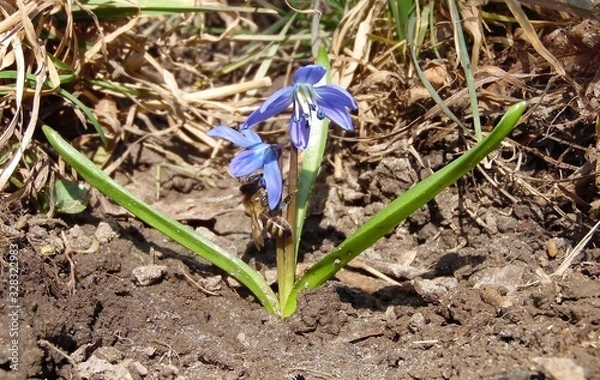 Fototapeta blue snowdrop and bee on spring garden background