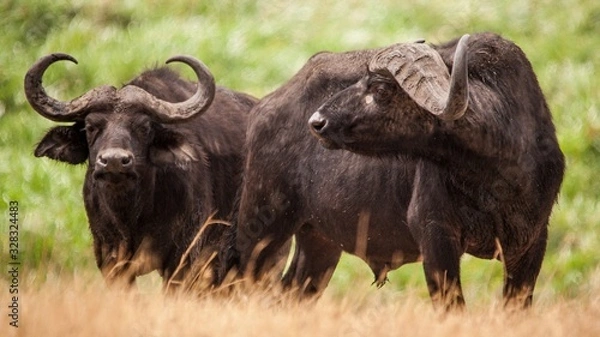Obraz  Búfalo africano de pie en la sabana africana durante una ruta de safari