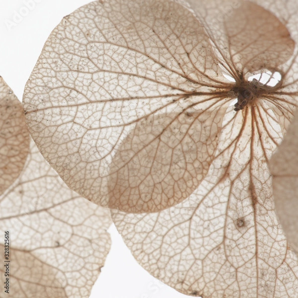 Obraz graphic flomers