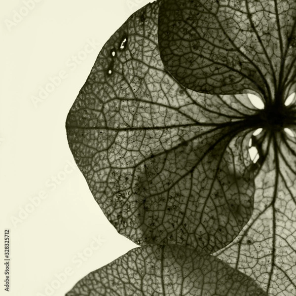 Obraz graphic flomers