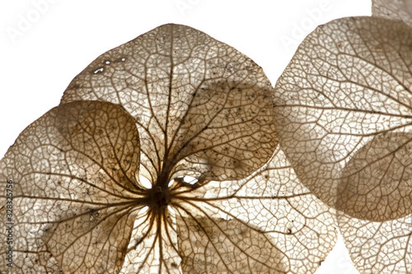 Obraz graphic flomers