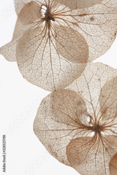 Obraz graphic flomers