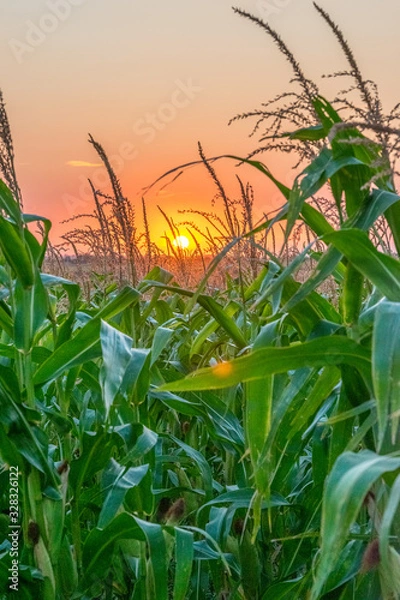 Fototapeta Beautiful green corn field at sunset. Corn field at sunset with beautiful sky. Organic Corn field at sunset