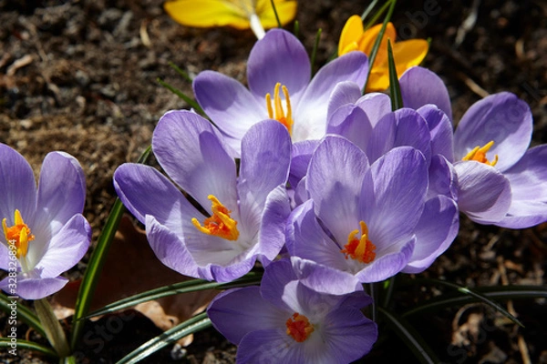 Obraz crocus in spring