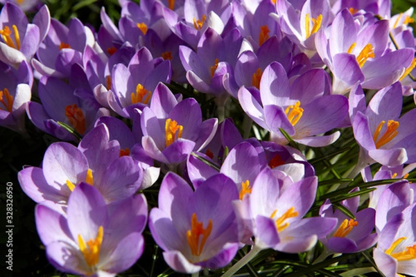 Obraz Crocus