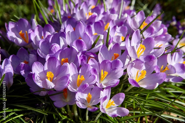 Obraz Crocus