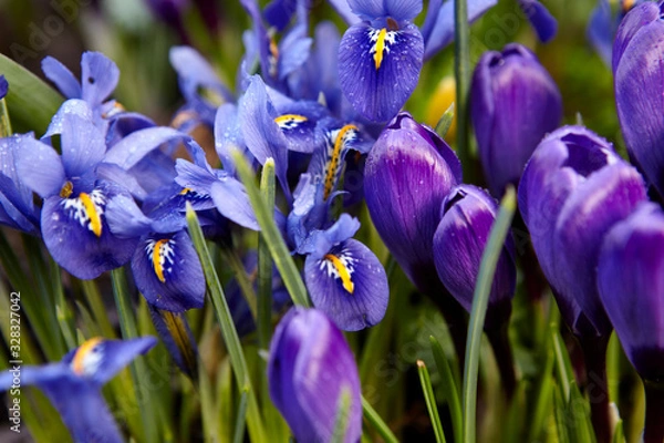 Obraz Crocus and Iris