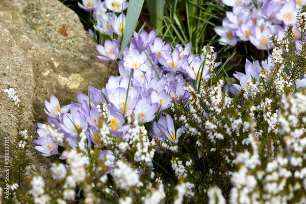 Obraz crocus and Heather