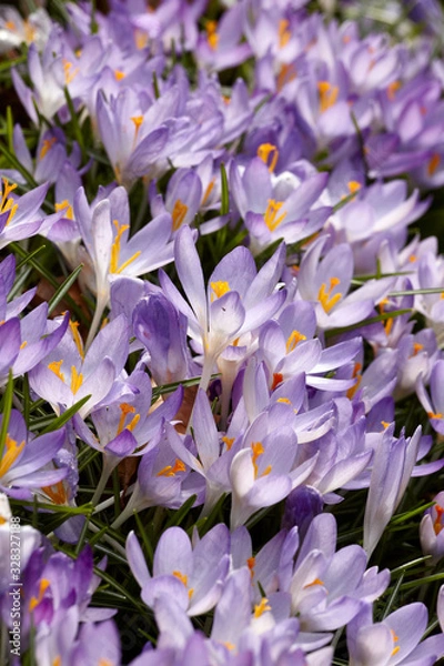 Obraz Crocus in Spring
