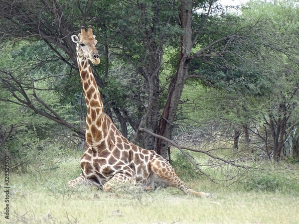 Obraz Giraffa camelopardalis angolensis