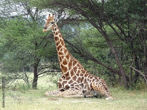 Obraz Giraffa camelopardalis angolensis