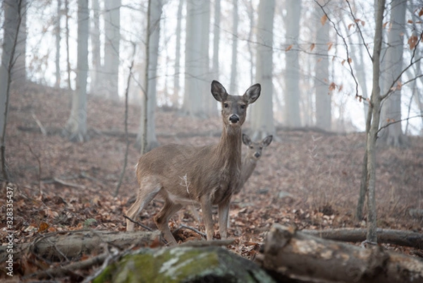 Fototapeta Whitetail