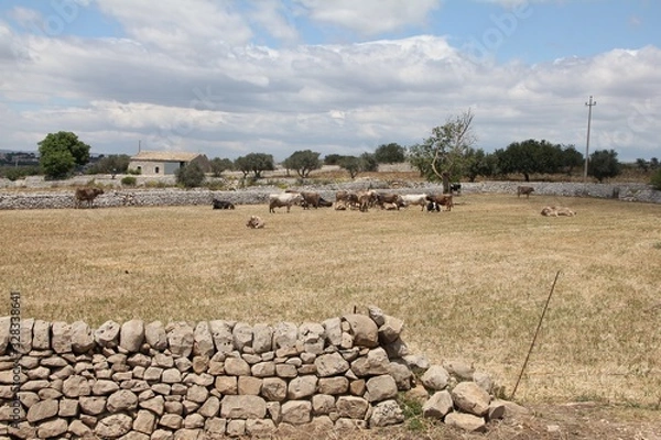 Obraz Campagna Sicilia 