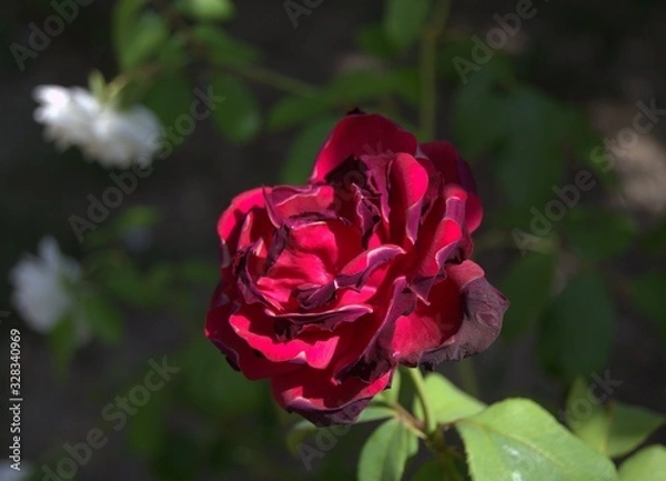 Obraz Nel giardino 2