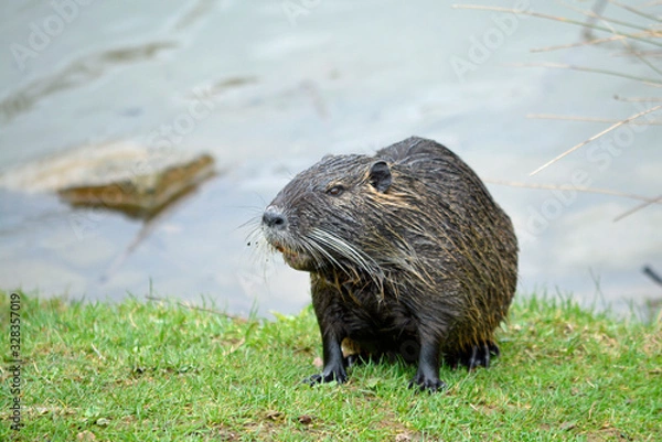 Fototapeta nutria am teichufer
