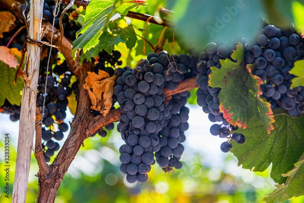 Obraz grapes on the vine